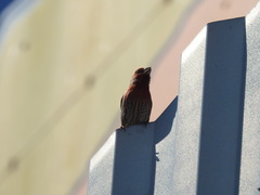 Haemorhous mexicanus