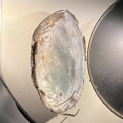 Uniomerus columbensis