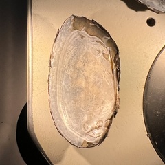 Uniomerus columbensis