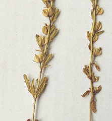 Veronica dillenii
