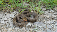 Gloydius ussuriensis