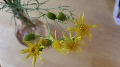 Senecio flaccidus monoensis