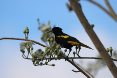 Cassiculus melanicterus