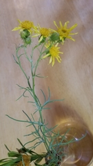 Senecio flaccidus monoensis