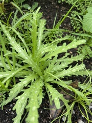 Deinandra fasciculata