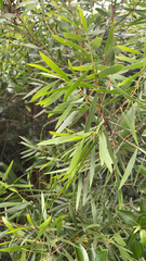 Acacia confusa