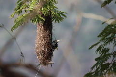 Cassiculus melanicterus