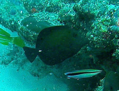 Zebrasoma scopas