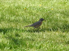 Turdus migratorius