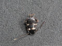 Periplaneta fuliginosa