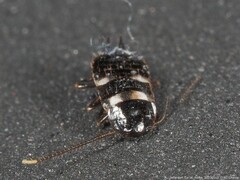 Periplaneta fuliginosa