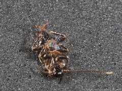 Periplaneta fuliginosa