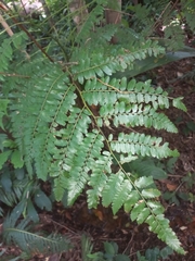 Cyathea atrovirens