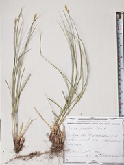 Carex praecox