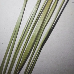Carex praecox