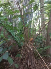 Cyathea atrovirens