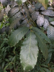 Guarea macrophylla