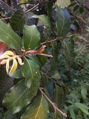 Guarea macrophylla