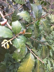 Guarea macrophylla