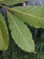 Guarea macrophylla