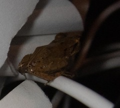 Eleutherodactylus johnstonei