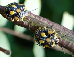 Chinavia pallidoconspersa