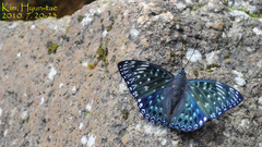 Dichorragia nesimachus