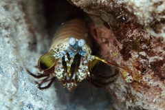 Odontodactylus scyllarus