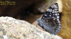 Dichorragia nesimachus