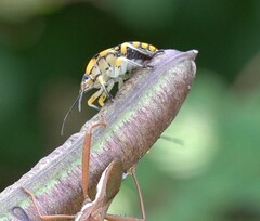 Chinavia pallidoconspersa