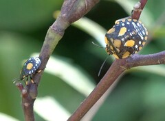 Chinavia pallidoconspersa