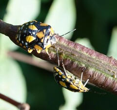 Chinavia pallidoconspersa