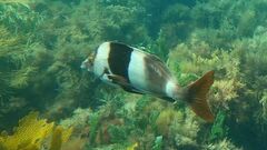 Pseudogoniistius nigripes