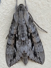 Erinnyis yucatana
