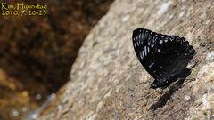 Dichorragia nesimachus