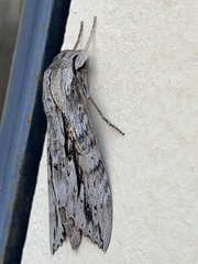 Erinnyis yucatana