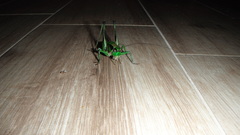 Eupholidoptera schmidti