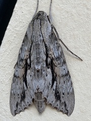 Erinnyis yucatana
