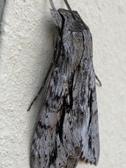 Erinnyis yucatana