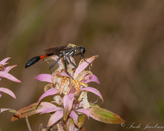 Ammophila procera