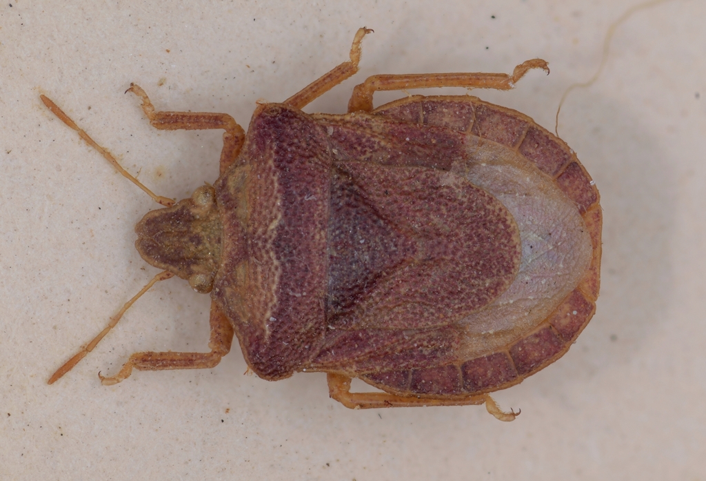 Tshingisella