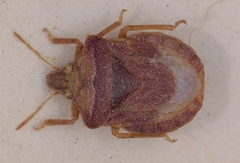 Tshingisella bella