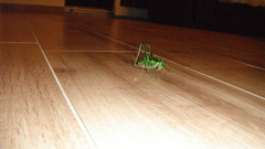 Eupholidoptera schmidti