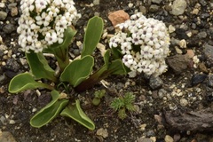 Valeriana boelckei