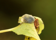 Neolasioptera impatientifolia