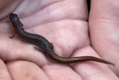 Plethodon websteri