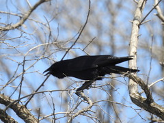 Corvus