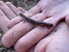 Plethodon websteri