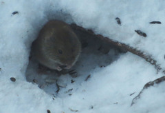 Clethrionomys gapperi