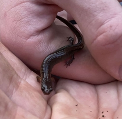 Plethodon websteri